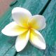 une fleur de frangipanier qui symbolise l'état de grâce, de paix auquel nous invite les ateliers de méditation animés au Mans par Magnifi-Sens de l'Être