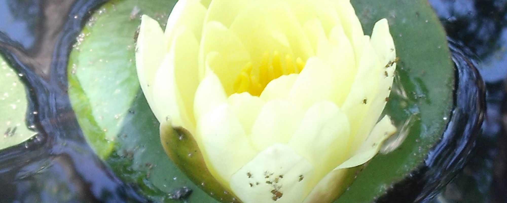 Fleur de lotus pour accueillir sur la présentation de l'assocation et de ses activités de Yoga et atelier Mandala